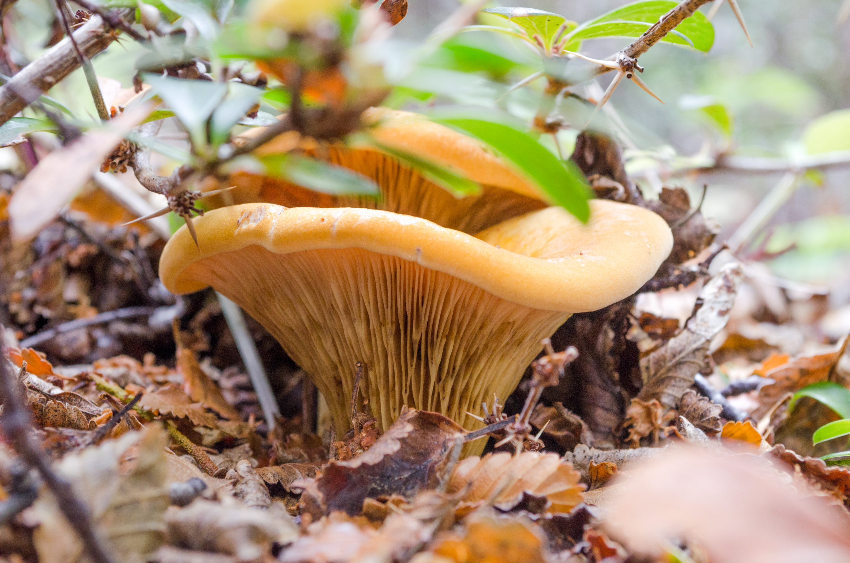 Austropaxillus_boletinoides_Foto_artistica