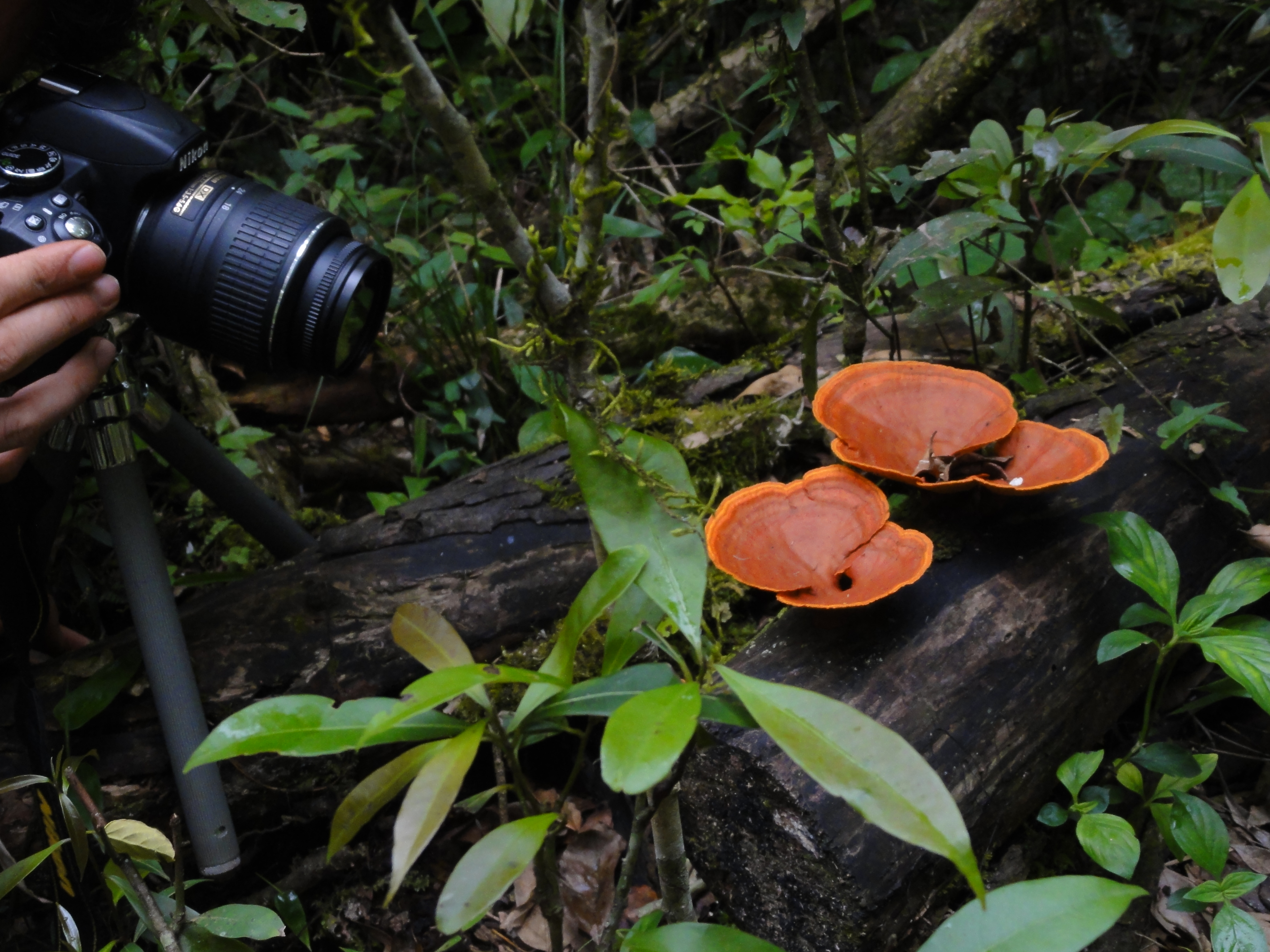 Fotografiando_Pycnoporus