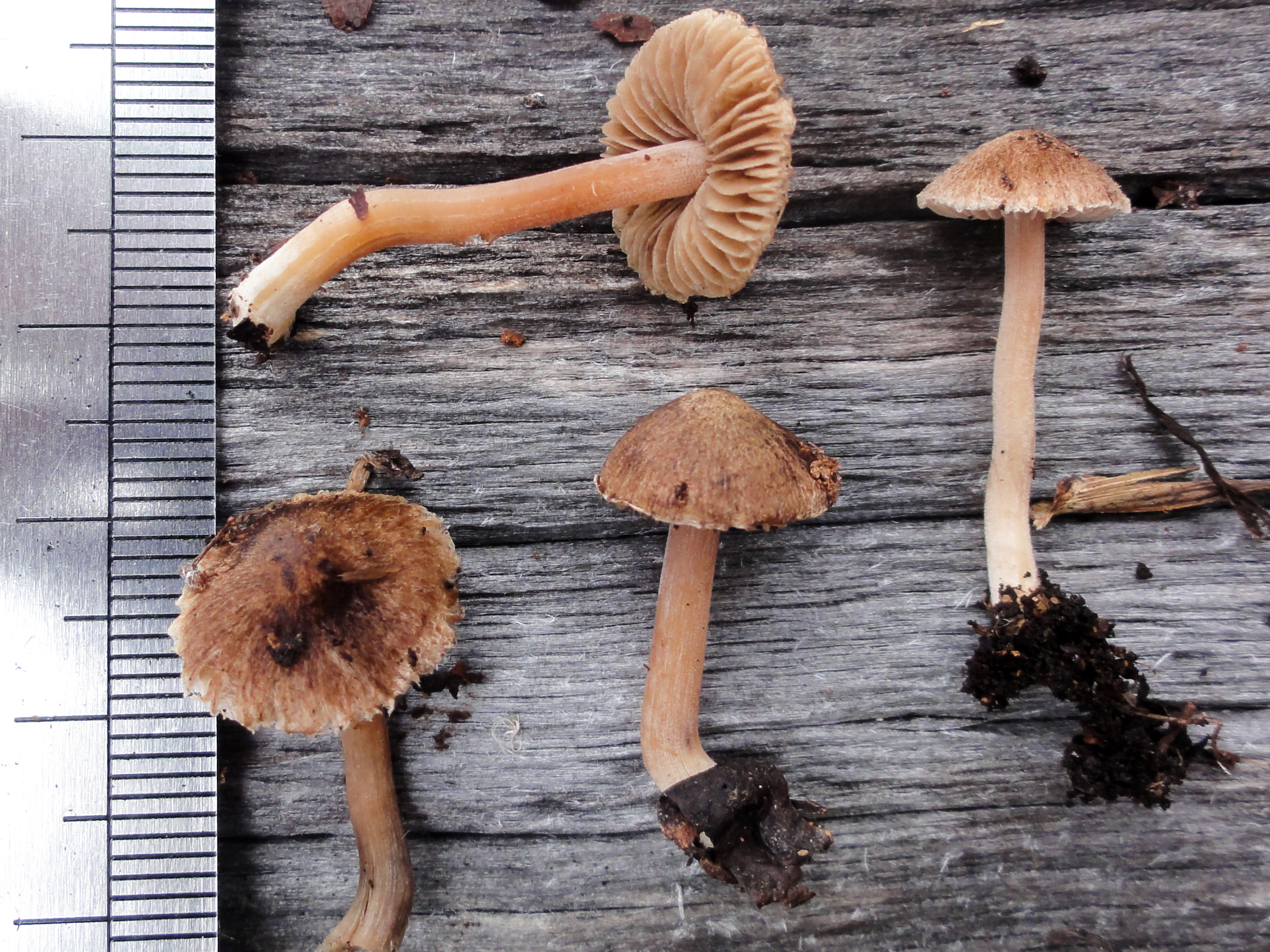 Inocybe_geophyllomorpha