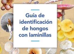 Guia identificacion hongos laminillas teaser